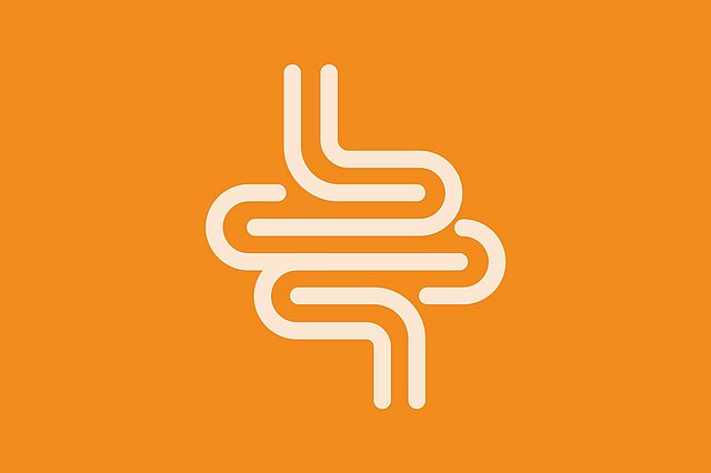 Eine orangefarbene, vereinfachte Strichzeichnung von Eingeweiden auf hellbeigem Hintergrund, die einem stilisierten Symbol für den Verdauungstrakt ähnelt.