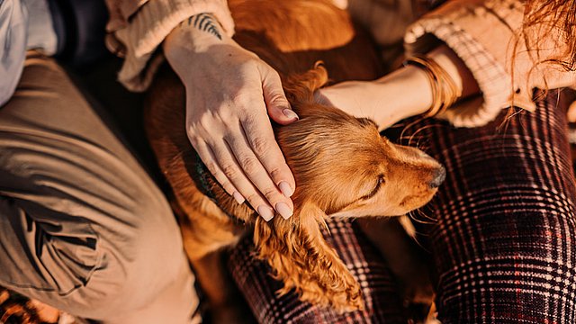 Eine Person streichelt einen goldbraunen Hund, der draußen auf ihrem Schoß ruht. Die Person trägt ein kariertes Kleidungsstück und hat ein gestreiftes Tattoo am Handgelenk. Das Sonnenlicht lässt das Fell des Hundes schimmern, und die Szene wirkt warm und gemütlich.
