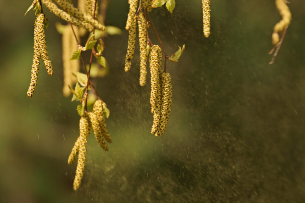 Von einem Baum herabhängende Kätzchen geben gelben Pollen in die Luft ab, wobei das Sonnenlicht die feinen Partikel zum Leuchten bringt. Der Hintergrund ist grün und unscharf, wodurch die Kätzchen und der in der Luft schwebende Pollen besonders hervorgehoben werden.